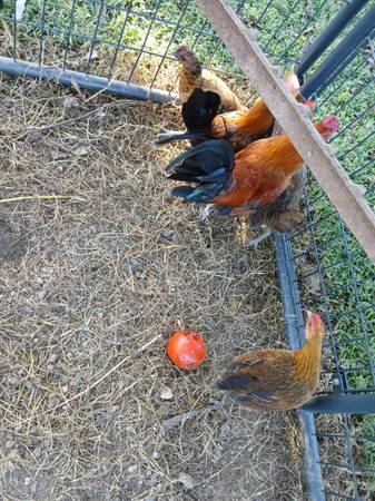 Bantam chickens 1