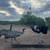 Adult Ostrich for sale 2 thumbnail