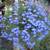 Closing Nursery low price plants Open 9-1 in Capitola 6 thumbnail