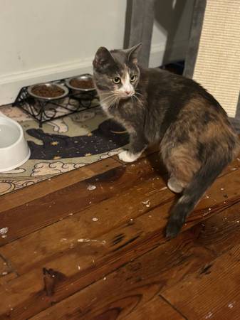 Female kitten/cat (Mountain City)64054659232002123