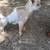 Gorgeous  Nigerian dwarf kids 2 thumbnail