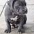Cane Corso 1 thumbnail