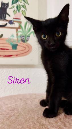 Rescue Kittens for Adoption (Homestead)63685533244675123