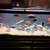 African cichlid fish 5 thumbnail