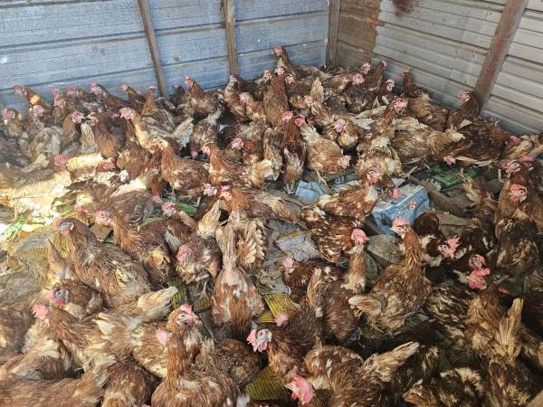 Red Laying hens 1