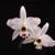 LAELIA ANCEPS: 100 Select Blooming Size Plants 9 thumbnail