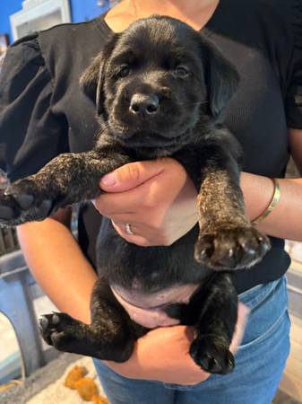 Black lab pups (Rancho Cordova)63679359439873120