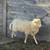 Lamb Sheep 2 thumbnail
