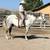 Mustang Gelding 3 thumbnail