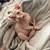 Sphynx kitten 2 thumbnail