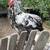 Beautiful Cochin roo male chicken rooster 1 thumbnail
