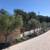 Large Mature Olive Trees - Multiple types available starting at 23 thumbnail