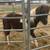 Paint pony stud colt about 5mos old 4 thumbnail