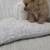 Eight weeks old pom 9 thumbnail