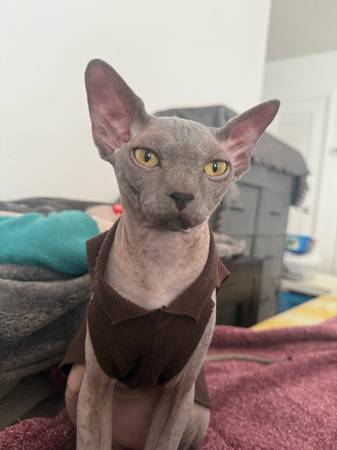 Sphynx young cats 5-7 mon 1