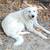 Female dog 1 thumbnail