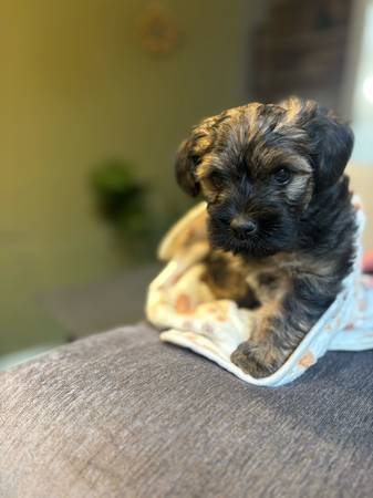 Morkipoo macho de 10 semanas (Albuquerque)63625176050179121