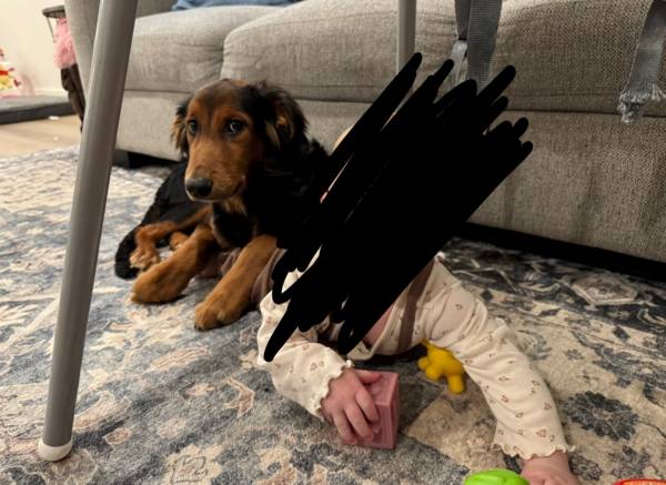 Duke! 7 month old Aussie/German Shepherd Mix (Payson)64037454412801121