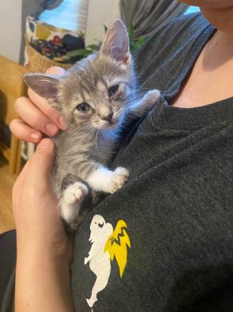 Rehoming kittens 8 weeks old (Laton)63695922429057121