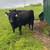 Angus bulls for lease 3 thumbnail