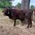 Cows 6 thumbnail