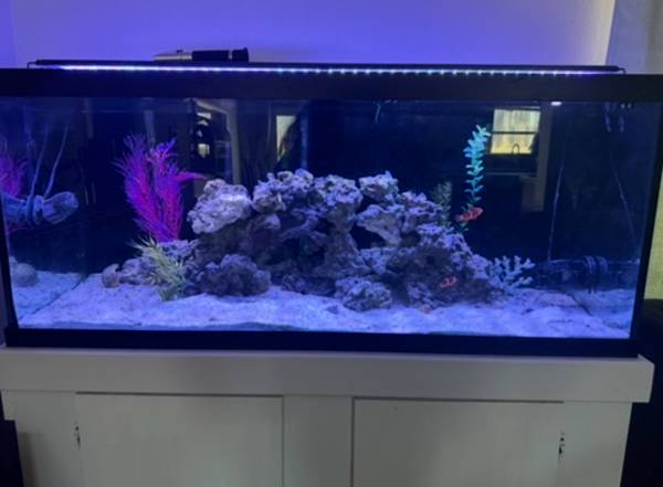 Acuario de peces de agua salada63655922344961120