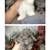 Holland Lop Bunny Rabbit/ Bunnies 3 thumbnail