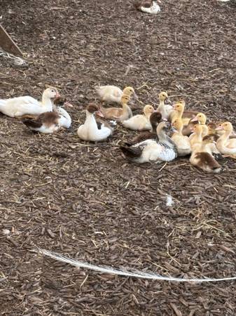 Meat ducks 1