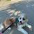Dog - 1 Year-Old Aussie/Shih Tzu Mix 2 thumbnail
