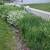 Free ditch lilies, hosta, iris, ferns 4 thumbnail