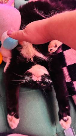 Lost cat in chicopee (Chicopee)64164157612419121