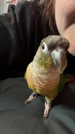 Conure looking for a new home (East Bridgewater)63876412442369122