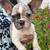 french bulldog 1 thumbnail