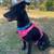 KATY'S Ready to Bloom With Your LOVE! Adopt Katy! 5 years old 10 thumbnail