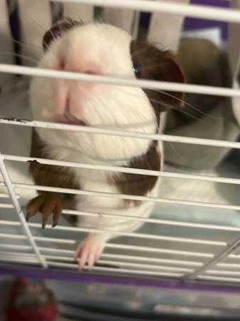 Guinea pigs (Willow Spring)63348368916099121