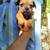 Pug/Dapple Chiweeni mix  OBO/OMO 8 thumbnail