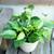 Marble Queen Pothos plant 2 thumbnail