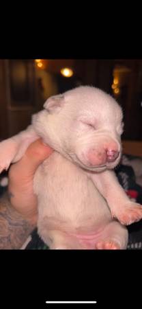 Pretty xl bully pups (Texarkana)63902987908994120