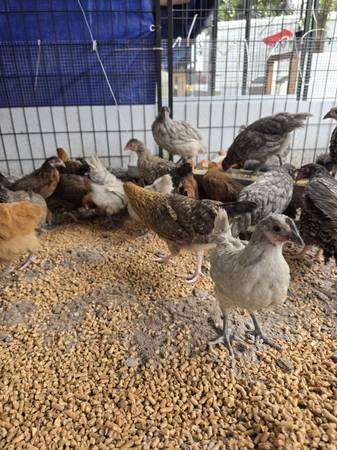 Cream Legbar, Olive Egger, Blue Star, Australorp Pullets 1