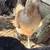 Various hens/gallinas 5 thumbnail