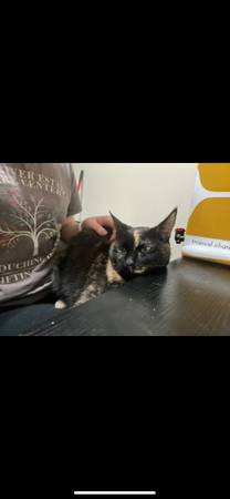 Tortie rehoming (Minneapolis)63414697652099123