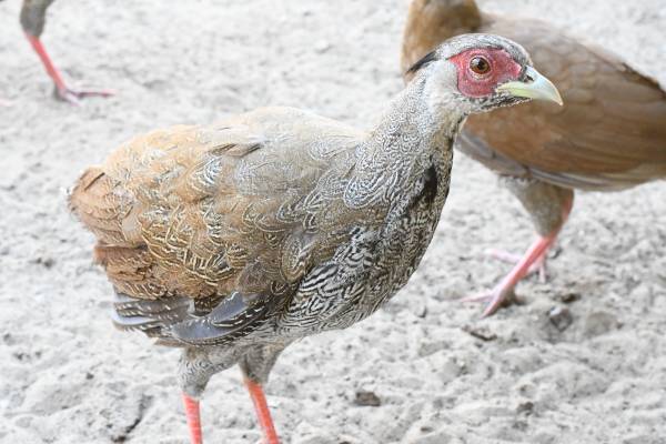 Silver Pheasants pair 1