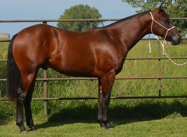 Own son World Champion - CSR Dual Glo ! - farm & garden - by