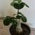 Adenium Desert Rose Indoor Plant Starter 2 thumbnail