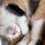 Scottish Fold & Straight Kittens – Rehoming 🐾 7 thumbnail