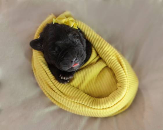 Cachorro Cane corso en adopción (Hembra) Negro (Amity)63902987939074122