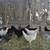 Chickens 1 thumbnail