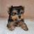 Lovely Yorkie 2 thumbnail