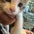 Beautiful kittens 7 thumbnail
