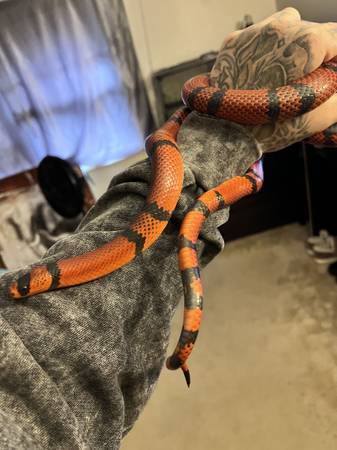 Milksnake (Methuen)63876412396803120